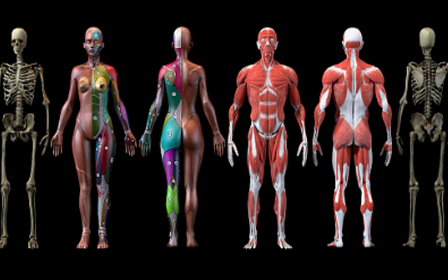 人体解剖学医疗3d动画演示视频制作